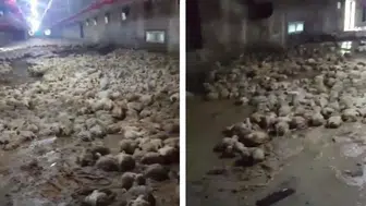 Sakarya’da sel sularına teslim olan kümesteki çok sayıda tavuk telef oldu