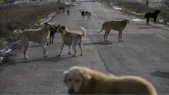 81 ilde sokak köpeği denetimi başlıyor ! Müfettişler eylül boyunca sahada
