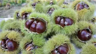 Kestane hasadı başladı mı ? Kestane ne kadar ? Kestanenin kilosu kaç tl ?