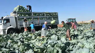 Niğde’de beyaz lahana hasadı başladı : Tarlada tanesi 40 ile 60 lira arasında