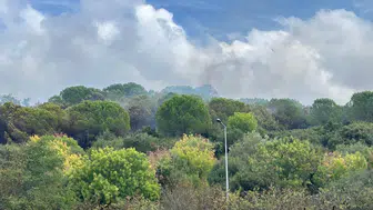 Maltepe'de ormanlık alanda yangın