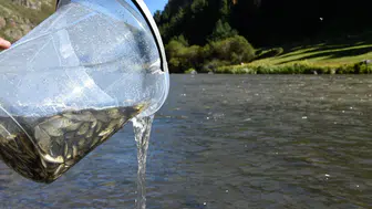 Kura Nehri’ne 300 bin sazan yavrusu bırakıldı ! Hedef balık popülasyonunu artırmak