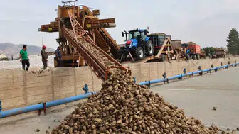 Ağrı Şeker Fabrikası'nda yeni sezon başladı: 330 bin ton pancar hedefleniyor
