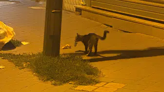 Kedi yakaladığı fareyle 20 dakika oynadı : O anlar kamerada