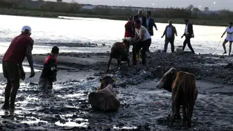 Gebze’de bataklığa saplanan 2 büyükbaş hayvan kurtarıldı