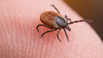 Lyme hastalığına karşı kene aşısı geliştirme çalışmaları ne durumda?