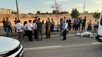 Yola aniden çıkan hayvan faciaya davetiye çıkardı