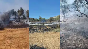Antalya'da korkutan yangın : 100 zeytin ağacı kül oldu