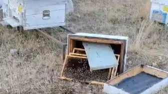 Konya'da ayı kabusu : Kovanları parçalayıp zarar verdiler