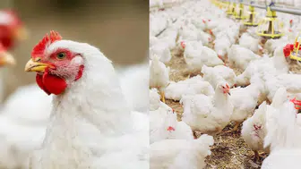 Temmuz ayında 1,90 milyar adet yumurta üretildi