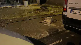 Kaldırımda yürürken köpeği elektrik akımına kapıldı