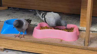 Soğuk hava güvercinleri de etkiledi : Kediler için konulan mamaları yediler