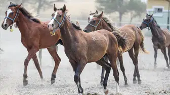 TİGEM'den 15 safkan Arap tayı için satış ihalesi
