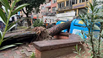 Kocaeli İzmit’te parktaki ağaç devrildi