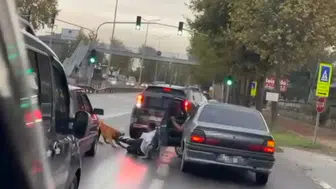 Zinciri kopan köpek vatandaşa saldırdı