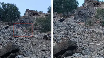 Diyarbakır'da nesli koruma altındaki dağ keçileri görüntülendi