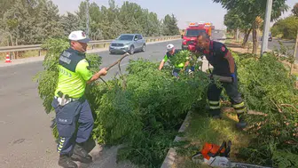 Batman-Silvan yolunda kuvvetli rüzgar ağacı yola devirdi