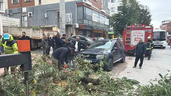 Kocaeli'de park halindeki cipin üzerine ağaç devrildi