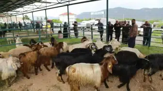 Ege ve İç Anadolu'da şap hastalığı alarmı : Hayvan pazarları neden kapatıldı ?