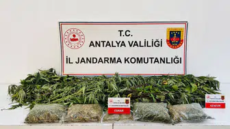 Alanya'da uyuşturucu baskını : 24 kök kenevir ve 2 kilo 642 gram esrar ele geçirildi