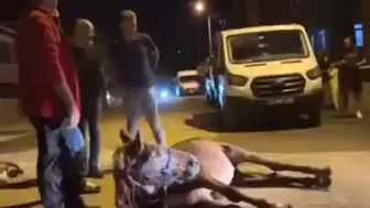Edirne'de ata şiddet uyguladıkları iddia edilen 2 şüpheli gözaltına alındı