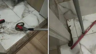 Hatay'da korkutan manzara : Yerleşim yerlerinde görülen yılanlar doğaya salındı