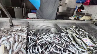 Karadeniz'de balık bolluğu : Palamut ve hamsi tezgahları doldurdu