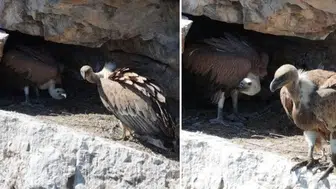 Artvin'de kızıl akbabalar doğal yaşam alanlarında görüntülendi