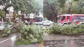 Ankara'da yağış : Ağaç devrildi, trafik aksadı