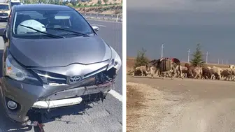 Eskişehir'de yola fırlayan koyuna çarpan otomobil kaza yaptı
