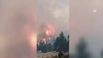 Adana Feke'de orman yangını