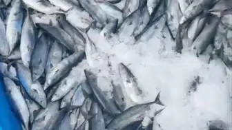 Karadeniz'de palamut bereketi : Balıkçının ağlarına 2 bin palamut takıldı