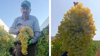 Manisa'da görenleri şaşırtan üzüm salkımı : Tam 5,5 kilo geldi