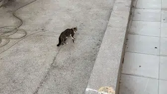 Manavgat'ta yağmur suyu giderine sıkışan yavru kedi itfaiye ekiplerince kurtarıldı