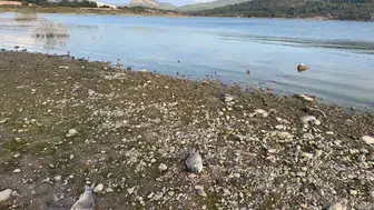 Çanakkale'de Ayvacık Barajı'nda toplu balık ölümleriyle ilgili inceleme başlatıldı