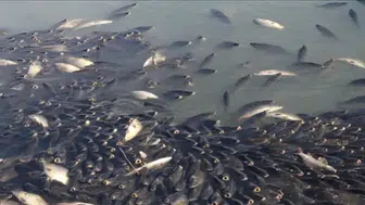 Kura Nehri'nde balık ölümleri şüphesi : Numuneler alındı, inceleme başladı