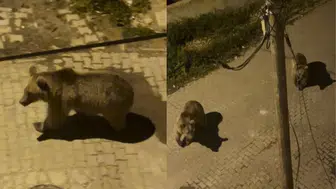 Kars'ta şaşırtan manzara : Ayılar mahalleye indi