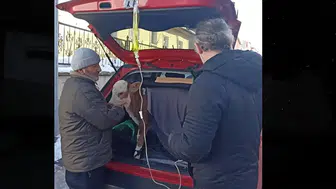 Ardahan Posof'ta 5 Günlük Buzağıya Ulaşmak İçin Bagajda Serumla Müdahale Edildi