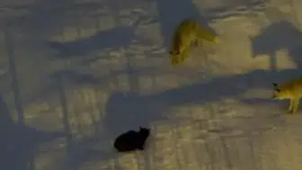 Hakkari’de Tilki ve Kedi Arasında Yiyecek Mücadelesi Yaşandı