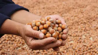 Serbest piyasada güncel fındık fiyatları ne durumda? 18 Ocak 2026