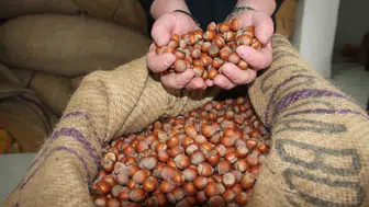 Fındık fiyatları durağan seyrini sürdürüyor