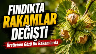 Fındık fiyatlarında 18 Ekim'de neler yaşanacak? Üreticiler ne bekliyor ?