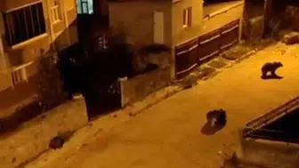 Mahalleye İnen Ayı Sürüsü Neden Şaşkınlık Yarattı?