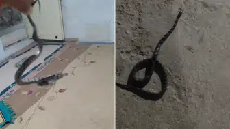 Köy Sakininden Örnek Davranış: Yılanı ve Akrebi Doğaya Saldı