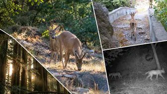Türkiye'nin Zengin Yaban Hayatı Fotokapanlara Yansıdı