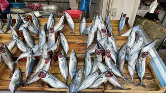 Palamut Bolluğu Yaşanıyor: Omega-3 İçin Hangi Balık Tercih Edilmeli?