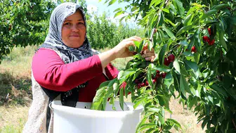 Bingöl'ün Solhan ilçesinde ceviz hasadı başladı : 6 ton rekolte beklentisi var mı ?