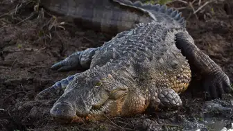 Florida'da Timsah Saldırısı: Balık Tutan Yaşlı Adam Hayatını Kaybetti