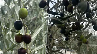 Bursa'da Zeytin Rekoltesi Beklentisi 290 Bin Ton: Erken Hasat Fiyatları Ne Olacak?
