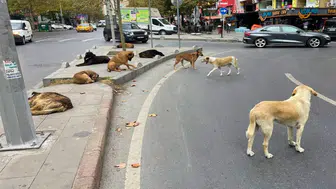 Sokak hayvanları için atık gıdalar nasıl mama olacak?